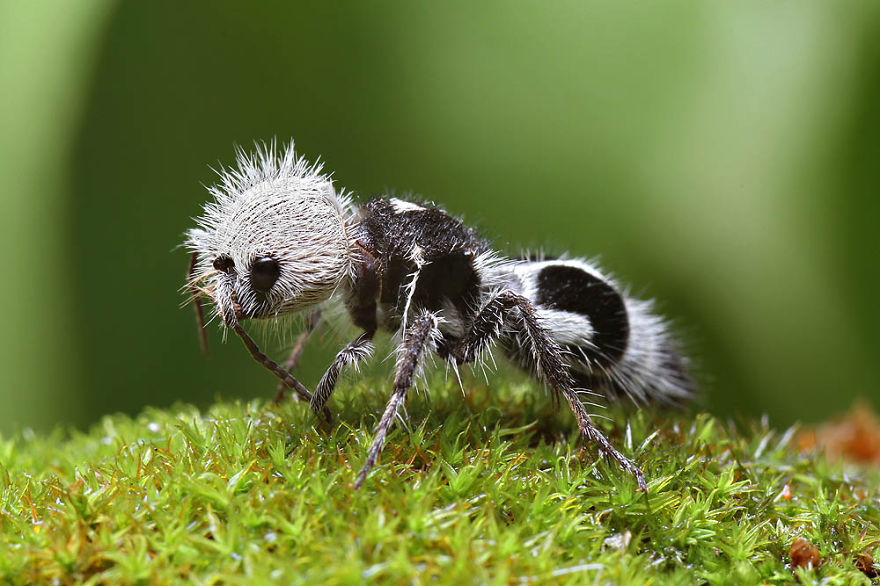 Có một loài động vật tên là kiến gấu trúc. Đây là loài côn trùng ở Chile có bộ cánh như gấu trúc. Nhìn dễ thương vậy nhưng đừng lầm tưởng, đây không phải kiến mà là ong bắp cày không cánh, và nọc độc của chúng có thể giết chết cả một con bò