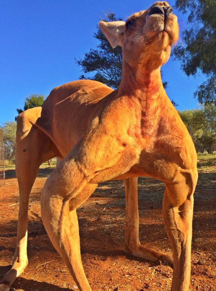 Kangaroo đực thường khoe cơ bắp để thu hút bạn tình. Cũng như con người, chúng tin rằng cơ bắp khiến chúng trông hấp dẫn và dễ tìm kiếm bạn tình hơn
