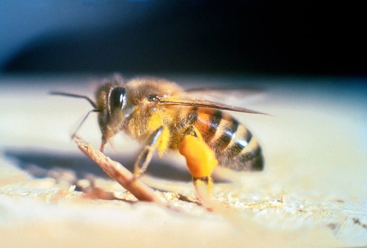 Nếu trên người bạn có mùi chuối và đang có ong dữ châu Phi ở gần, hãy chạy ngay. Pheromone (chất được sử dụng như những tín hiệu hóa học giữa các cá thể cùng loài) mà loài ong này tiết ra khi chúng sẵn sàng tấn công kẻ khác cũng có mùi chuối