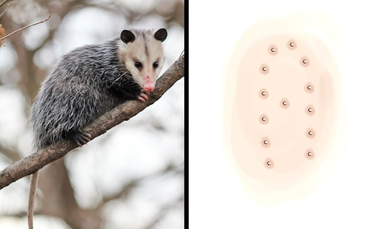 Chồn túi Opossum có nhiều 