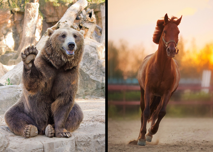 Gấu xám Bắc Mỹ có thể chạy nhanh hơn ngựa. Tất nhiên là chỉ với khoảng cách ngắn mà thôi, vì ngựa cần có thời gian để đạt tốc độ tối đa. Dù sao thì cả hai loài này đều chạy nhanh hơn con người