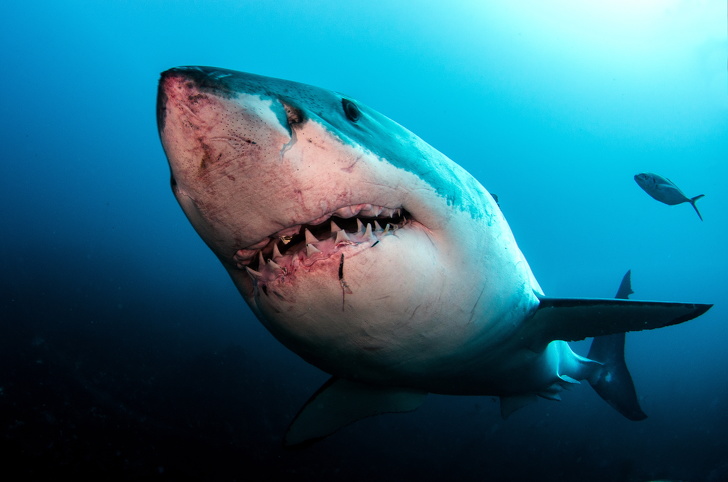 Cá mập trắng có tới 7 hàm răng. Bộ răng cá mập rất đáng sợ, mỗi con có tới hơn 300 cái răng