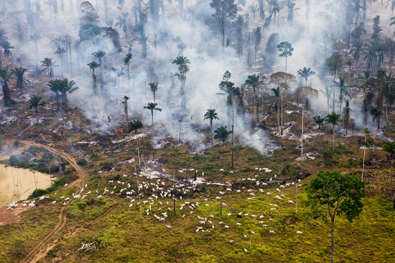 Đàn gia súc đang ăn cỏ bên cạnh cảnh đốt rừng ở Amazon. Từ năm 1978, gần 750 ngàn km2 rừng Amazon ở Brazil, Peru, Colombia, Bolivia, Venezuela, Suriname, Guyana, và French Guiana đã bị tàn phá do lối sống du mục của con người.