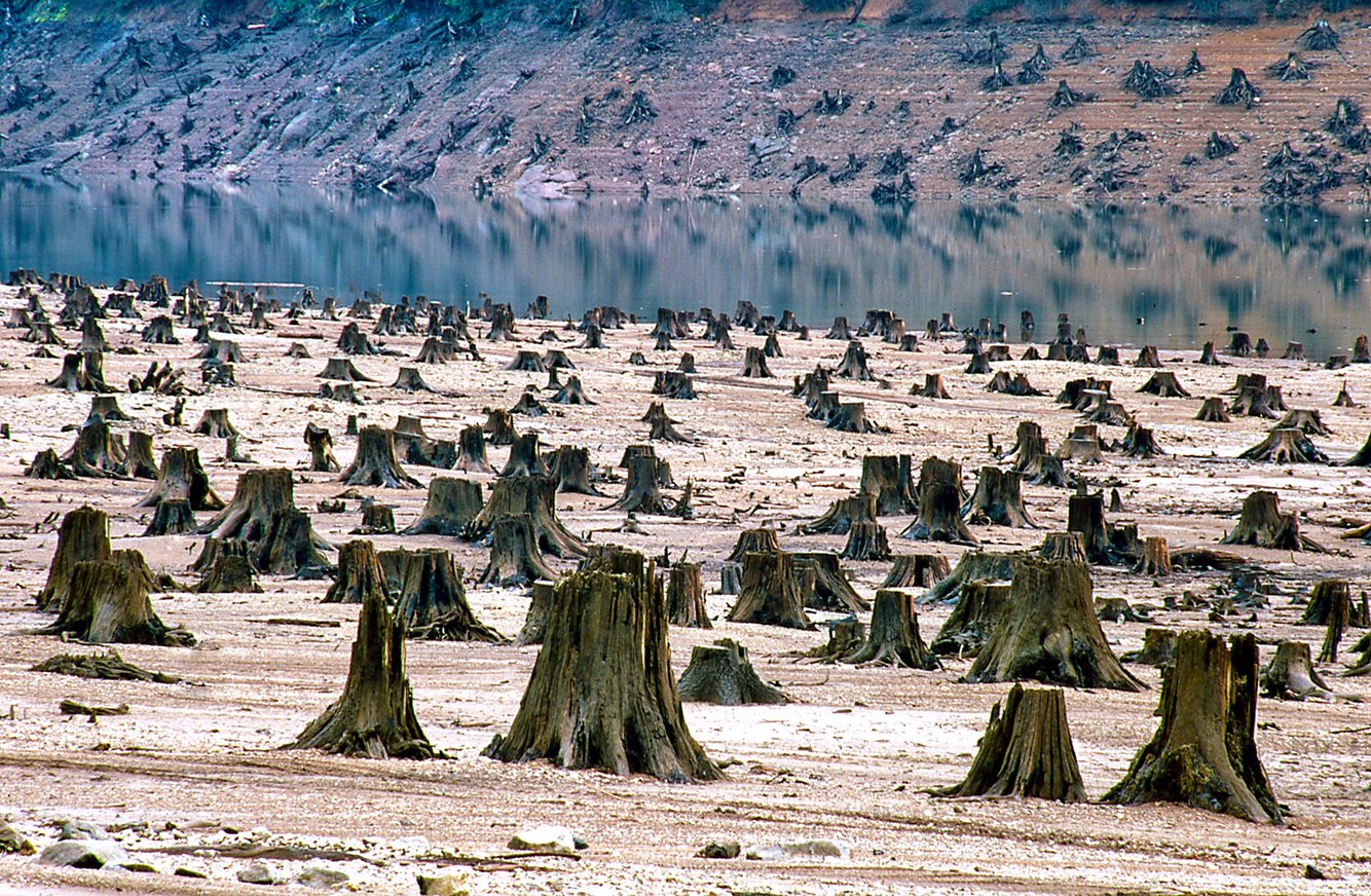 Khu rừng già xinh đẹp trong khu vực rừng quốc gia Willamette ở Oregon giờ chỉ còn là những gốc cây chết.