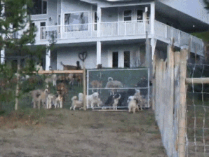 Một người đàn ông đã nhận nuôi 45 chú chó và thả chúng tự do trên khu đất rộng hơn 16.000 m2 của mình. 