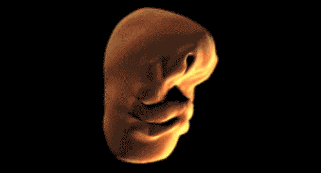 Khuôn mặt em bé dần dần hình thành trong tử cung của mẹ