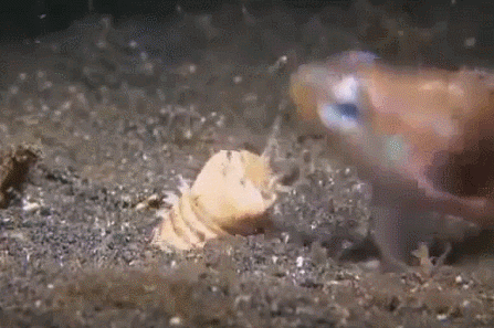 Sinh vật nhỏ bé này bắt cá trong nháy mắt như thế nào?