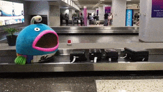 Chỉ là một hành khách đợi lấy hành lý ở sân bay Honolulu, Hawaii, Mỹ mà thôi