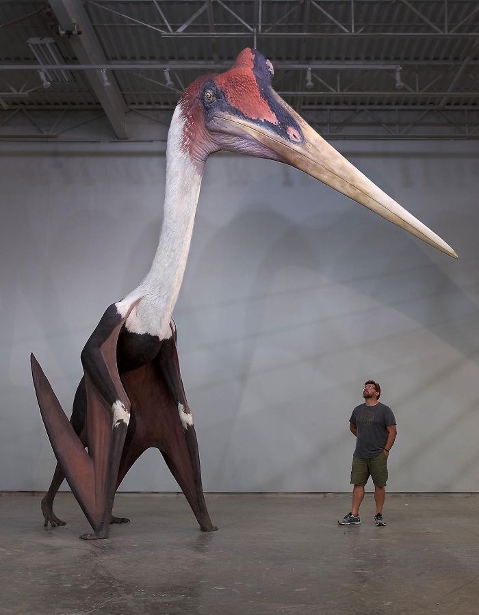 Mô hình một con Quetzalcoatlus Northropi kích thước thật so với một người đàn ông cao 1,8m. Đây là loài động vật biết bay lớn nhất thế giới từng tồn tại 