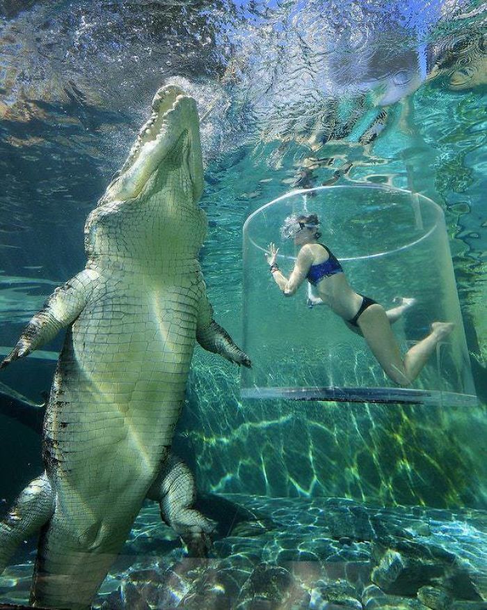 Độ lớn của một con cá sấu nước mặn 