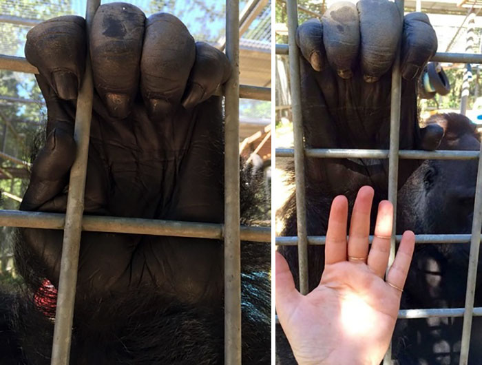 Bàn tay của khỉ đột (gorilla) so với bàn tay người