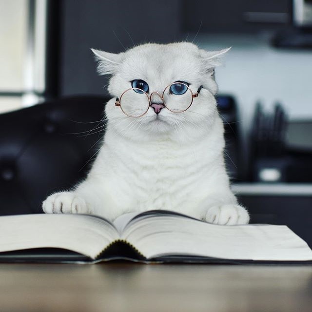 Mèo Coby, chú mèo Anh lông ngắn, mắt xanh tạo dáng xinh đẹp và đầy vẻ trí thức