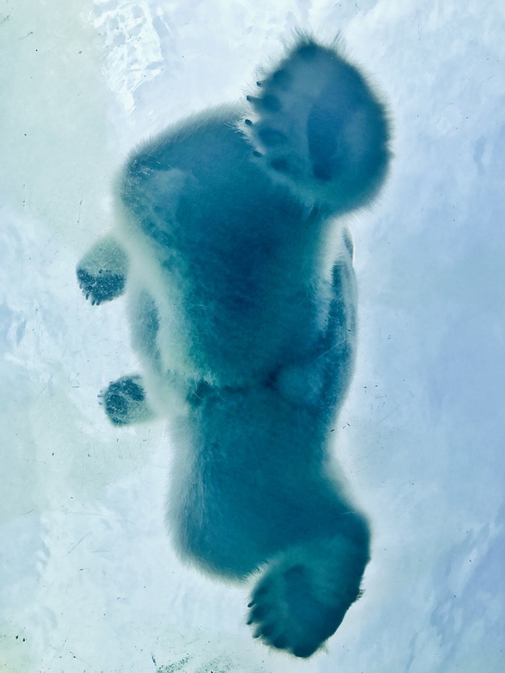 Chỉ là một con gấu Bắc Cực mà thôi
