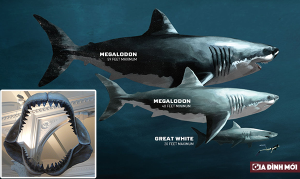 So sánh kích thước các loại cá mập