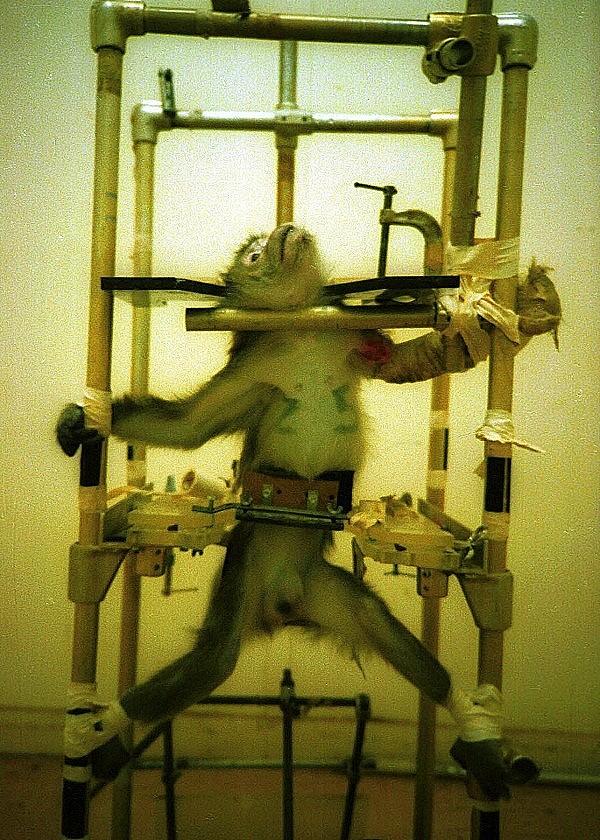Chú khỉ bị đem ra làm vật thí nghiệm