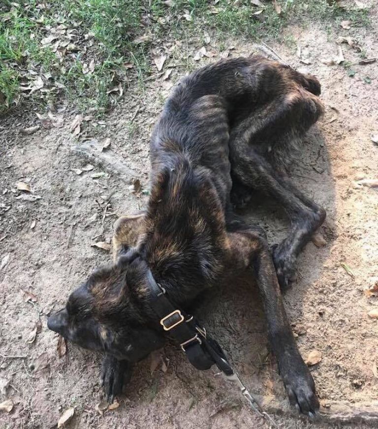 Chú chó Champ được tìm thấy trong tình trạng hốc hác, gầy trơ xương, bị bạn gái cũ của chủ buộc vào một gốc cây và bỏ đói (Ảnh: Mega)