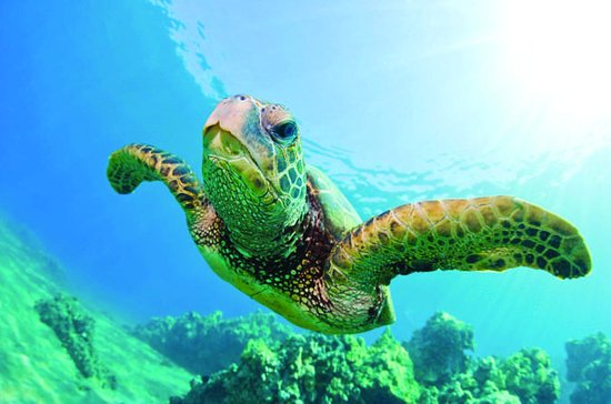 Hình ảnh rùa biển ngày nay
