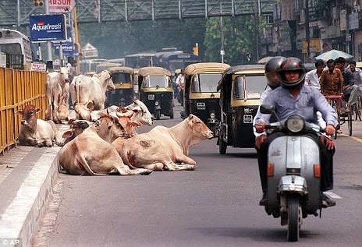   Những chú bò nằm dài bên đường  