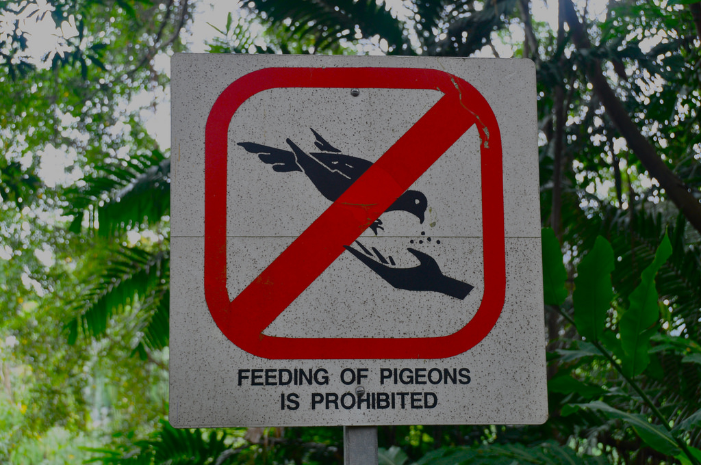   Cho bồ câu ăn ở Singapore cũng sẽ bị cấm  