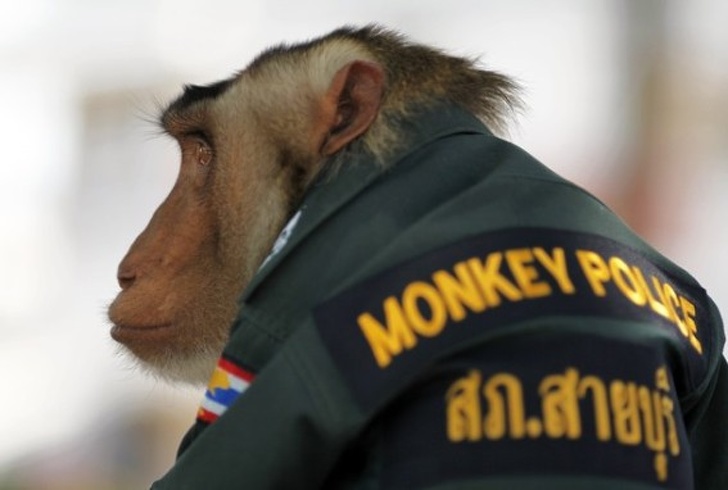   Chú khỉ cảnh sát ở Thái Lan  