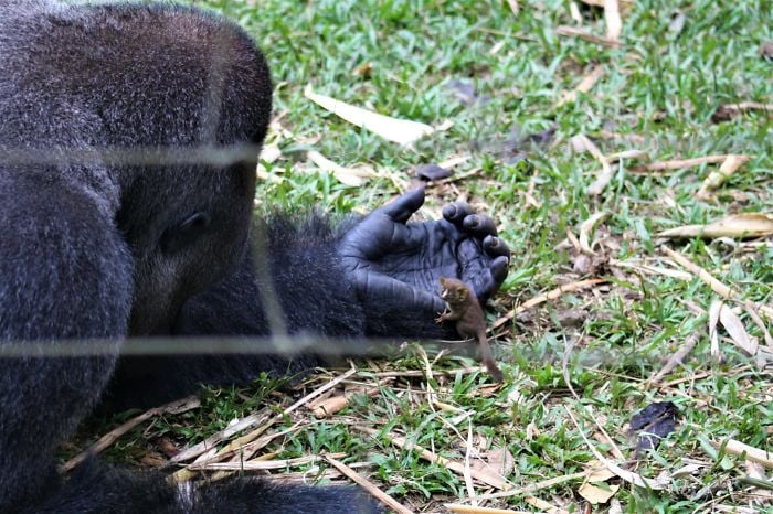 Khỉ đột khổng lồ gặp người bạn tí hon trong rừng và phản ứng đầy xúc động 2