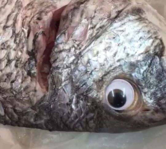   Con cá bị gắn mắt nhựa để giả vờ còn tươi  