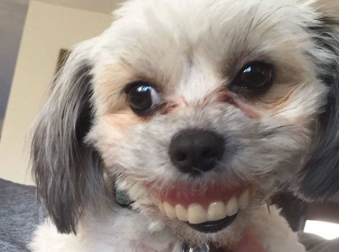 Chú chó trộm đeo răng giả của ông chủ và cái kết không thể nhịn cười 0