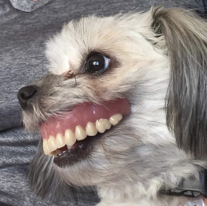 Chú chó trộm đeo răng giả của ông chủ và cái kết không thể nhịn cười 1