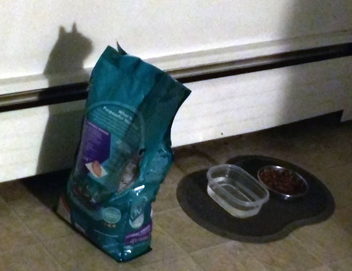   Bóng của túi thức ăn cho mèo in trên tường trông như một chú mèo  