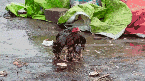 Cảm động gà mẹ ướt sũng che mưa cho đàn gà con 0