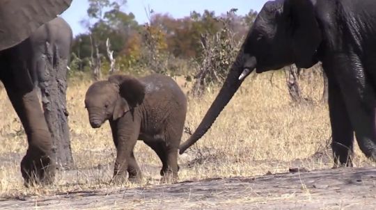 Clip voi con tội nghiệp không có vòi, đối mặt với nguy cơ sống còn 0