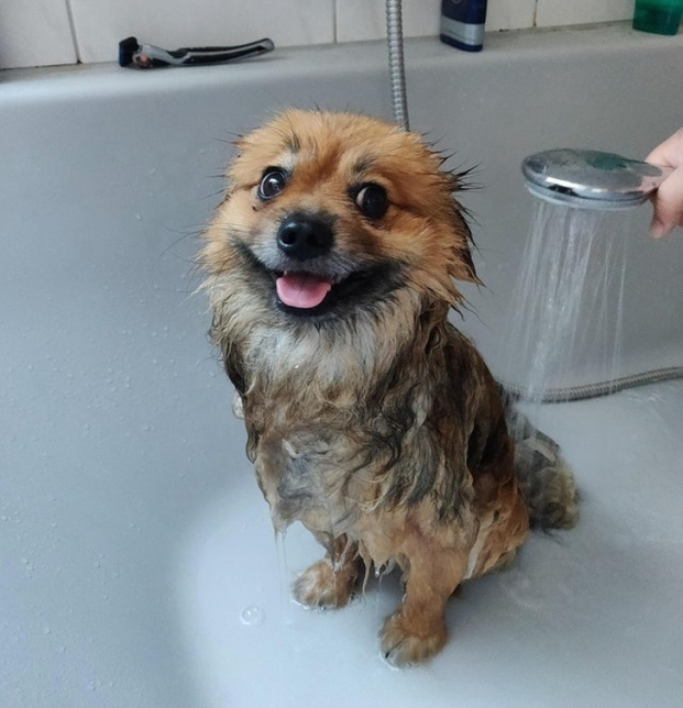   Nó rất thích tắm, đôi khi tôi nghĩ nó cố tình làm bẩn lúc đi chơi để được tắm  