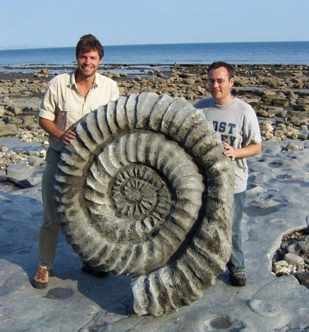   Kích cỡ siêu khủng của một con cúc (một thứ vỏ ốc hóa đá)  