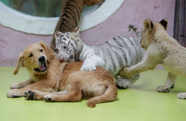 Tổ hợp kỳ lạ của chó mẹ nhận nuôi hổ con, sư tử con và sói đồng cỏ con bị mẹ bỏ rơi 0