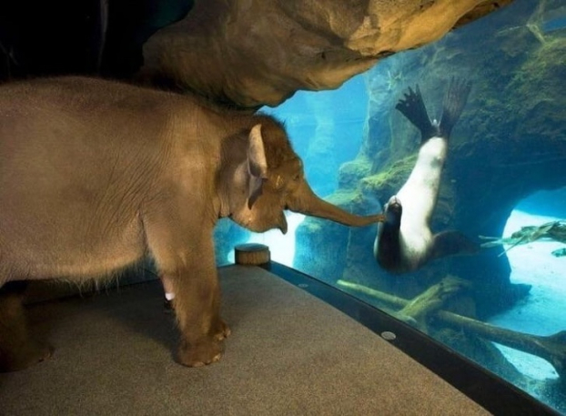   Khoảnh khắc gặp gỡ giữa voi và sư tử biển  