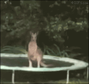   Kangaroo chơi bạt nhún và ngã 