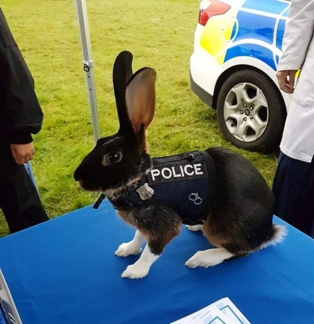   Không chỉ có chó đươc cảnh sát huấn luyện, người ta còn có cả thỏ nghiệp vụ này!  
