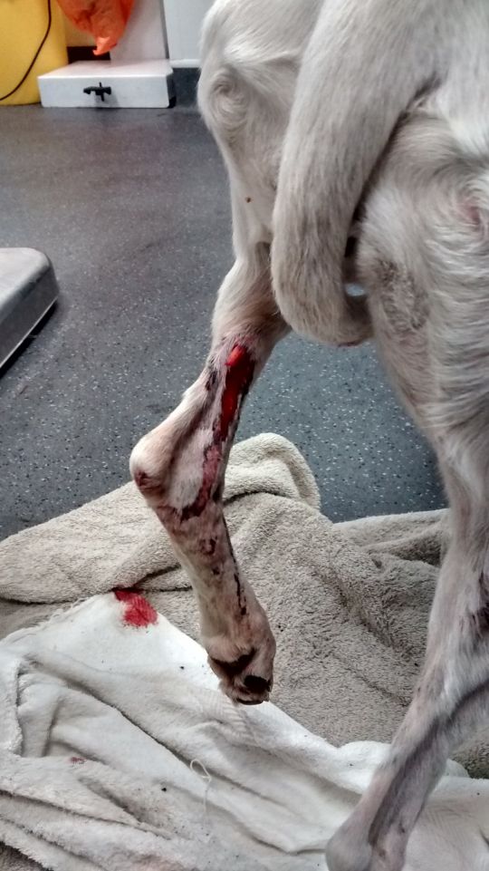   Xương bị gãy đã đâm xuyên qua da chú chó tội nghệp (Ảnh: RSPCA)  