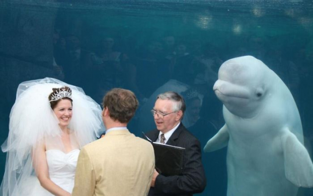   Người chứng kiến lễ cưới  