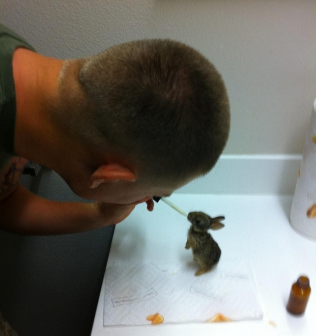   Một người lính hải quân Mỹ tìm được 4 chú thỏ con trong một chiếc hang bên cạnh con thỏ mẹ đã chết. Anh cho chúng ăn 4 lần mỗi ngày suốt 2 tháng  