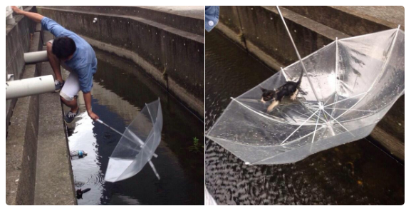  Chàng trai dùng ô để cứu chú mèo con bị đuối nước  