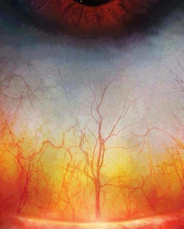   Bức ảnh những mạch máu trong mắt người trông như một rừng cây kỳ lạ  