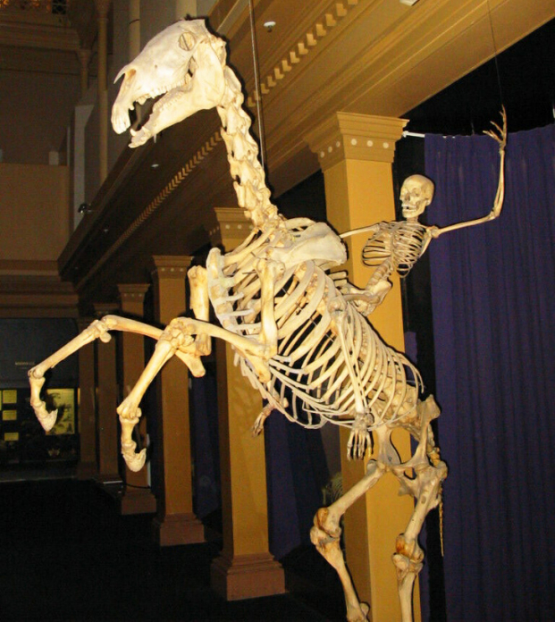   Một bộ xương người cưỡi một bộ xương ngựa  