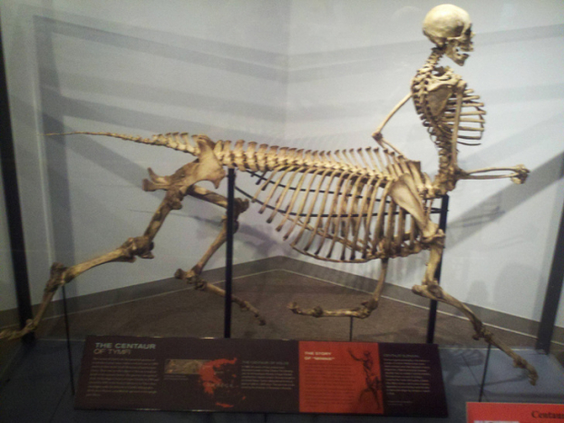   Một bộ xương nhân mã được trưng bày tại một bảo tàng động vật hoang dã  