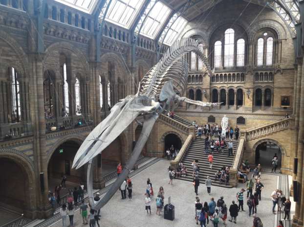   Bộ xương cá voi xanh trong Bảo tàng Lịch sử Tự nhiên ở London  