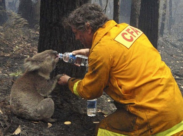   Động vật là nạn nhân số 1 của những vụ cháy rừng  