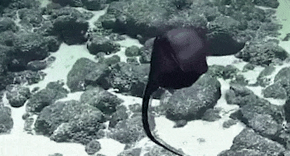 Video loài cá kỳ lạ miệng có thể phồng to như quả bóng 1