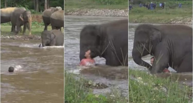Tưởng chàng trai bị đuối nước, voi con vội lao xuống sông cứu người 0