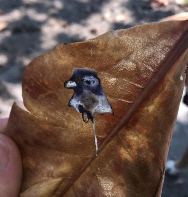   Chú chim bồ câu đã tạo bức chân dung của chính mình trên lá  