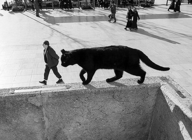   Mèo khổng lồ đã xâm chiếm thành phố  